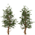 Rocky Mountain Limber Pine 3D model small image 3