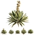 Desert Oasis Yucca Set 3D model small image 8