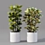 Collaction Indoor Plants 04: High-Quality, Detailed & Versatile 3D model small image 4
