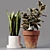 Collaction Indoor Plants 04: High-Quality, Detailed & Versatile 3D model small image 7