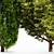 Cone Cypress Rocky Mountain: 6.2m Height 3D model small image 5