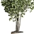 Ficus Benjamin Tree in Wood Vase 3D model small image 2