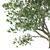 Mediterranean Olive Trees Set 3D model small image 2