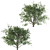 Mediterranean Olive Trees Set 3D model small image 4