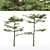 Dual Huangshan Pine Trees 3D model small image 1