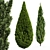 Mediterranean Cypress Collection - 3 Tall Models 3D model small image 2