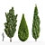 Mediterranean Cypress Collection - 3 Tall Models 3D model small image 6