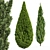 Mediterranean Cypress Collection - 3 Tall Models 3D model small image 7