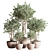 Elegant Indoor Plant Set 3D model small image 1