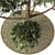 Elegant Pinus Parviflora Tree 3D model small image 2