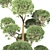 Elegant Pinus Parviflora Tree 3D model small image 5