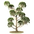 Elegant Pinus Parviflora Tree 3D model small image 6