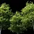 Tree Exterior: Enhance Outdoor Beauty 3D model small image 2