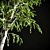 Elegant Birch Tree Mural 3D model small image 5