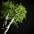 Elegant Birch Tree Mural 3D model small image 7