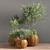 Premium Indoor Plant Set 3D model small image 2