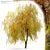 Willow Weeping Tree, Height 10m 3D model small image 6