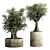 The Vintage Olive Tree: Outdoor Collection 3D model small image 1
