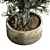 The Vintage Olive Tree: Outdoor Collection 3D model small image 3