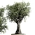 The Vintage Olive Tree: Outdoor Collection 3D model small image 4