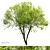 Exotic Chinese Fringe Tree 3D model small image 1