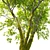 Exotic Chinese Fringe Tree 3D model small image 4