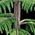 Natural Green Norfolk Island Pine 3D model small image 6