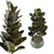 Enchanting Indoor Plants Collection 3D model small image 5