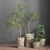 16-Piece Indoor Plant Set 3D model small image 2