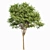 Elegant Gray Alder Tree: 3D Model 3D model small image 5