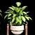 Tropical Oasis Indoor Plants 3D model small image 5