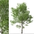 Himalayan Birch Tree Set (2 Trees) 3D model small image 4