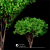 Corona Tree Render - High-Quality 3D Model 3D model small image 1