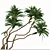Exotic Duo: Ficus Pseudopalma (2 Trees) 3D model small image 2
