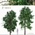 Acer Buergerianum Set: Trident Maple (2 Trees) 3D model small image 1