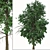 Acer Buergerianum Set: Trident Maple (2 Trees) 3D model small image 2