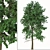 Acer Buergerianum Set: Trident Maple (2 Trees) 3D model small image 3