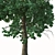 Acer Buergerianum Set: Trident Maple (2 Trees) 3D model small image 4
