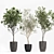 Olive Tree, Ginkgo Biloba & More: 1050-Piece Decorative Plant Collection 3D model small image 2
