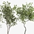 Olive Tree, Ginkgo Biloba & More: 1050-Piece Decorative Plant Collection 3D model small image 3
