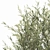 Exotic Plant Collection: Decorative Trees, Reed Grass, and Olive Trees 3D model small image 6