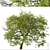 Pair of Tilia Cordata Trees 3D model small image 2