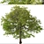 Pair of Tilia Cordata Trees 3D model small image 3