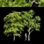 Ethereal European Bladdernut Tree 3D model small image 1