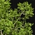 Ethereal European Bladdernut Tree 3D model small image 5