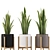 Elegant Sansevieria Indoor Plant 3D model small image 2