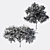2 Acacia Trees: Polys - 281,792 & 589,772 3D model small image 5