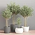 Green Oasis Indoor Plant Set 3D model small image 2