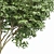 Beautiful Japanese Cherry Leaf - Gray Alder Alnus Incana 3D model small image 2