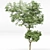 Beautiful Japanese Cherry Leaf - Gray Alder Alnus Incana 3D model small image 3